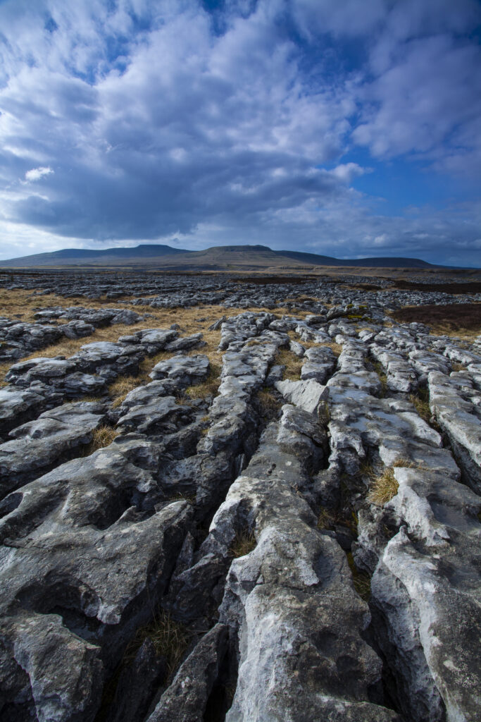 England, North Yorkshire, Yorkshire Dales National Park. Limestone pavement known as Moughton Scars, near the small village of Horton in Ribblesdale, with the peaks of Ingleborough in the distance.