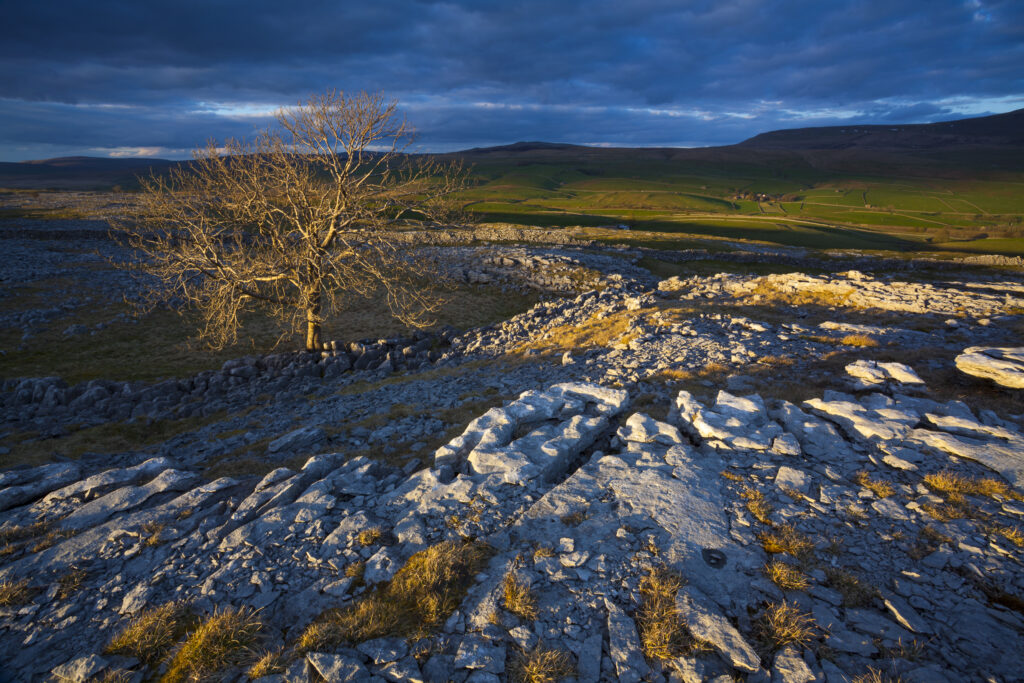 England, North Yorkshire, Yorkshire Dales National Park. Lone tree and limestone pavement in the area known as Moughton Scars near the small village of Horton in Ribblesdale.
