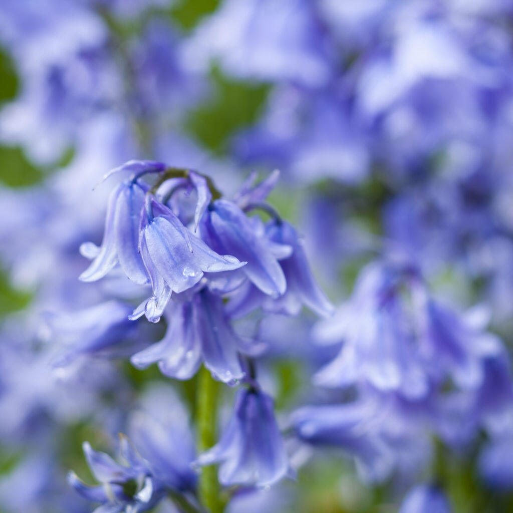 England, London, Green Park. Detail shot of spanish blue bell flowers in the London Green Park.