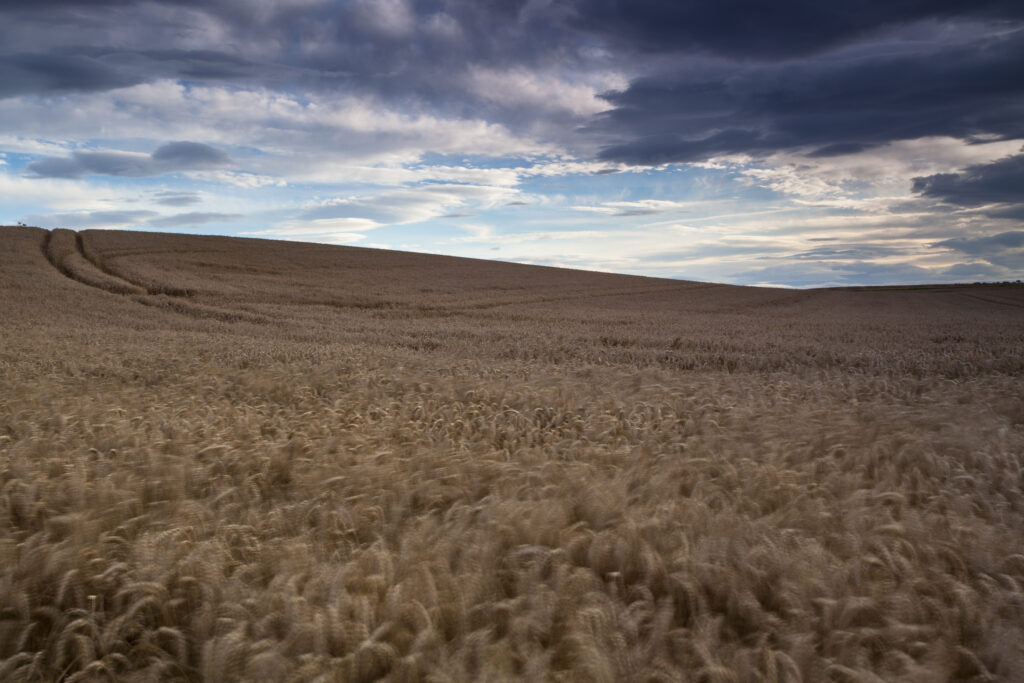 England, North Yorkshire, Scarborough. Wheat Field located on the North Yorkshire Coast.