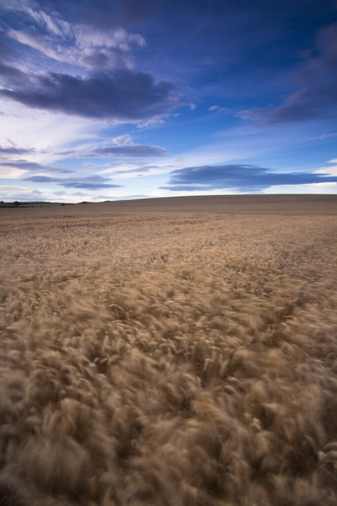 England, North Yorkshire, Scarborough. Wheat Field located on the North Yorkshire Coast.