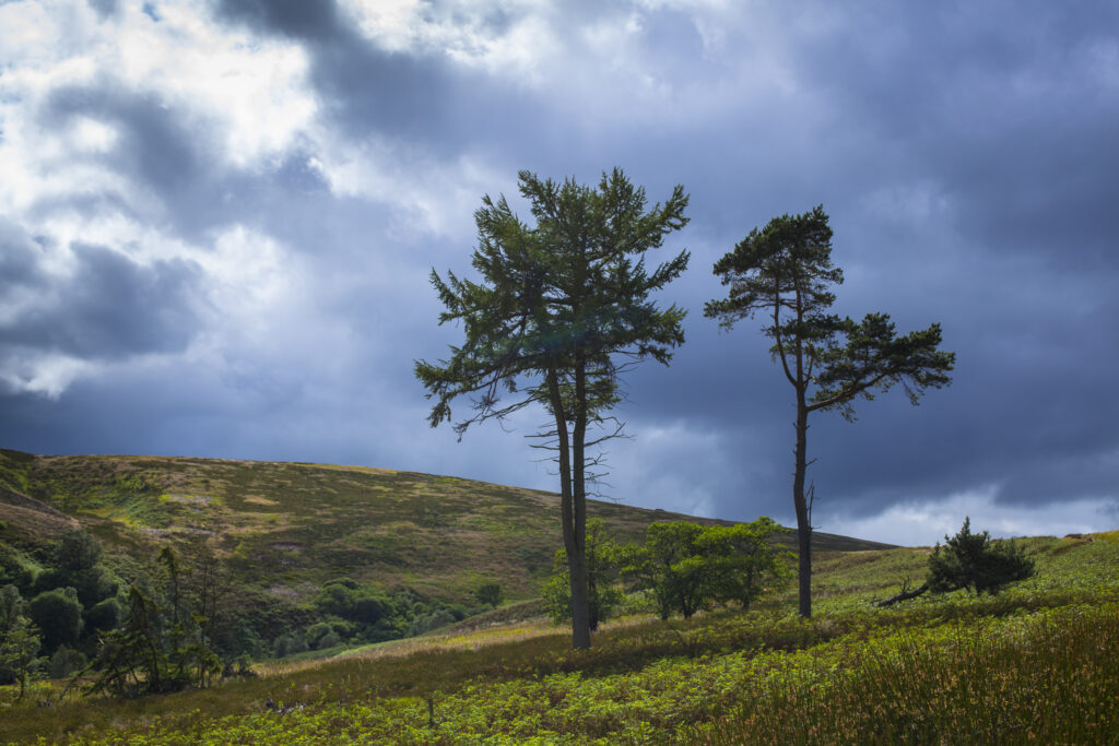 England, Northumberland, Northumberland National Park. The Breamish / Ingram Valley within the Northumberland National Park, during mid-summer.