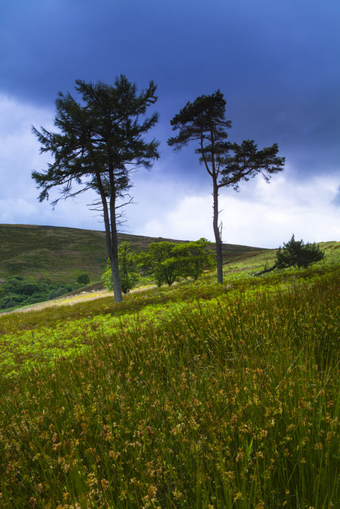 England, Northumberland, Northumberland National Park. The Breamish / Ingram Valley within the Northumberland National Park, during mid-summer.