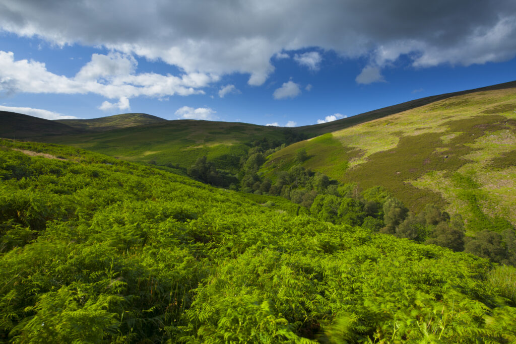 England, Northumberland, Northumberland National Park. The Breamish / Ingram Valley within the Northumberland National Park, during mid-summer.