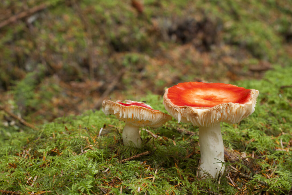 England, Northumberland, Thrunton Woods. Fly Agaric Mushrooms (Amanita muscaria) located in Forestry Commission woodland near Rothbury in Northumberland.