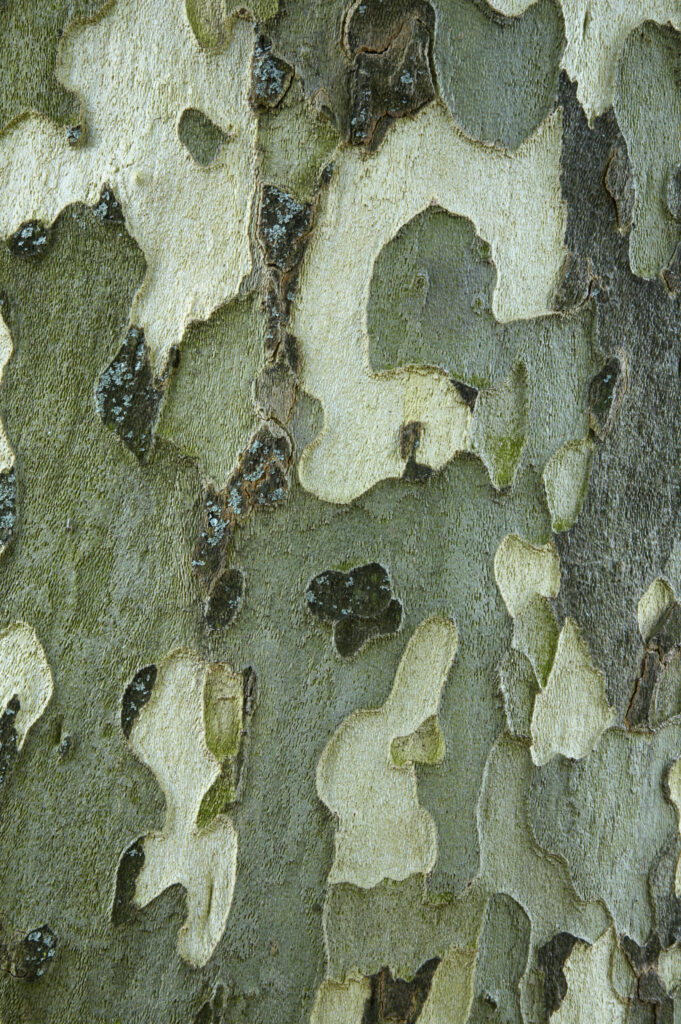 France, Rhône-Alpes, Annecy Bark on a tree by the Lac d'Annecy (Annecy Lake), located near the town of Annecy