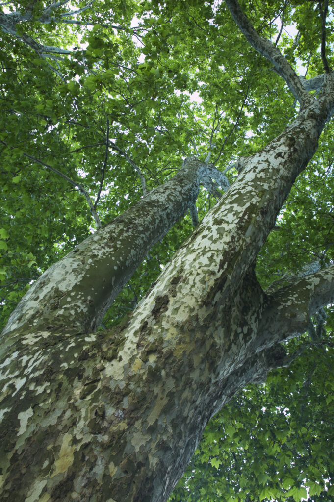 France, Rhône-Alpes, Annecy Tree located by the Lac d'Annecy (Annecy Lake), located near the town of Annecy