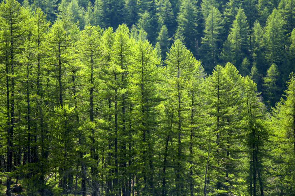 France, Rhône-Alpes, The Ecrins National Park. Fir trees growing in an alpine environment near to the village of La Grave