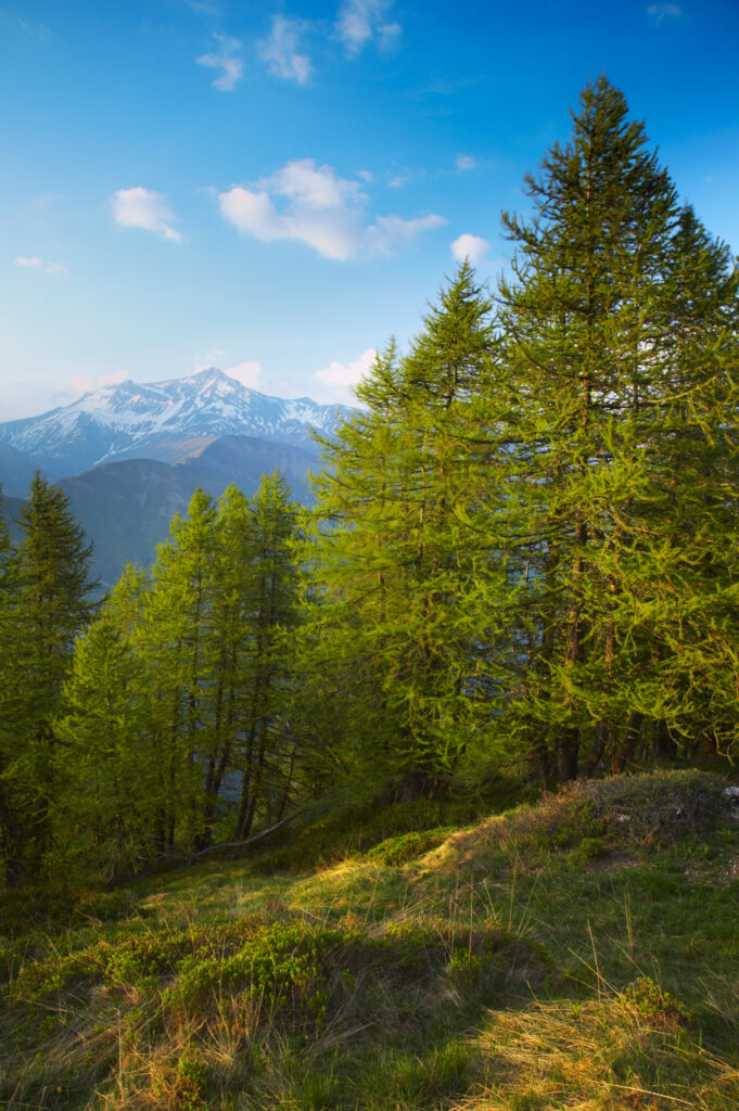 France, Rhône-Alpes, The Ecrins National Park. Fir trees growing in an alpine environment near to the village of La Grave