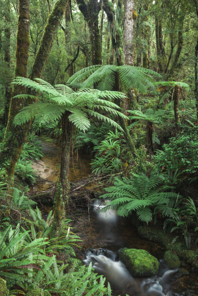 New Zealand, Southland, Tuatapere Hump Ridge Track. Small stream running through lush temperate rain forest encountered on the Tuatapere Hump Ridge Track.
