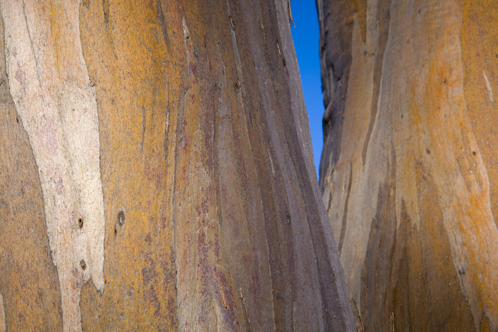 Australia, Tasmania, Cradle Mt - Lake St Clair National Park. Detail view of bark belonging to a Gumtree growing alongside the Overland Track.