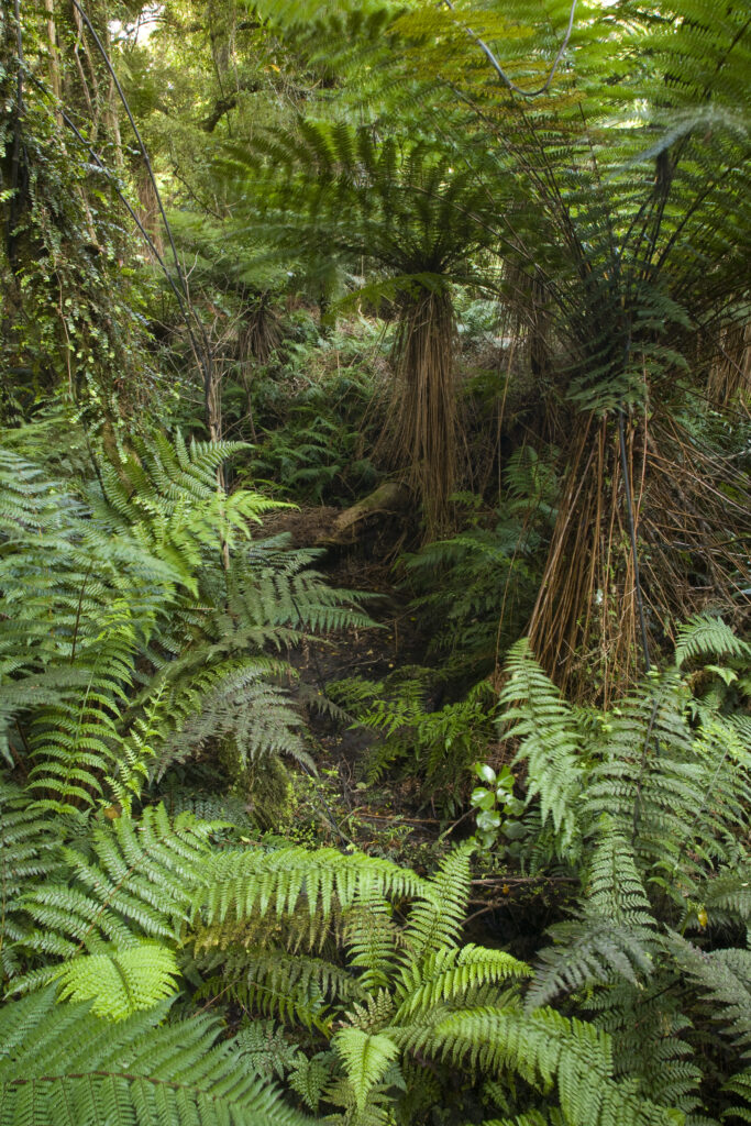New Zealand, Southland, The Catlins. Dense native bush on a tramping trail through the Catlins Forest Park near the town of Papatowai.