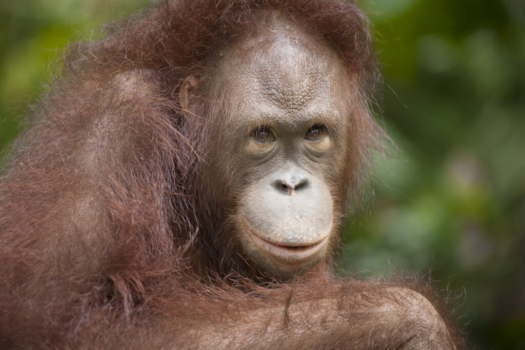 Sabah Malaysia, Borneo, Sepilok. Portrait of an Orang Utan in the Sepilok Orangutan Rehabilitation Centre.