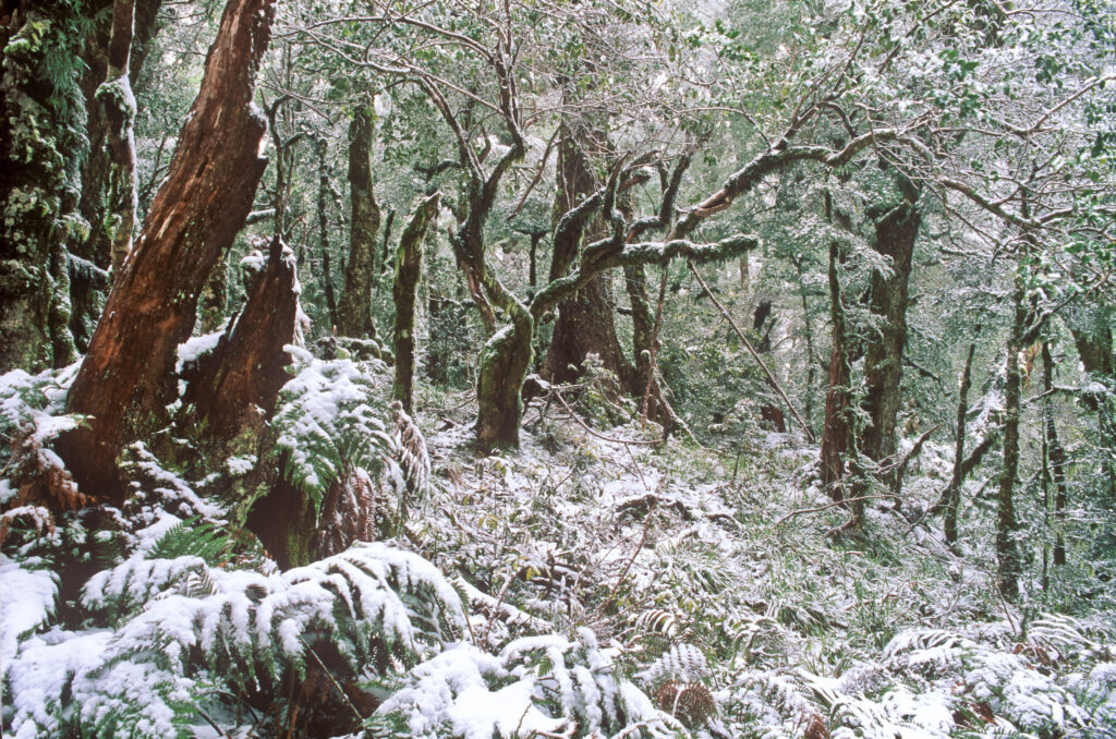 NEW ZEALAND, East Coast, Te Urewera National Park. Spring snowfall and typical forest found on the Ngamoko Trig Track
