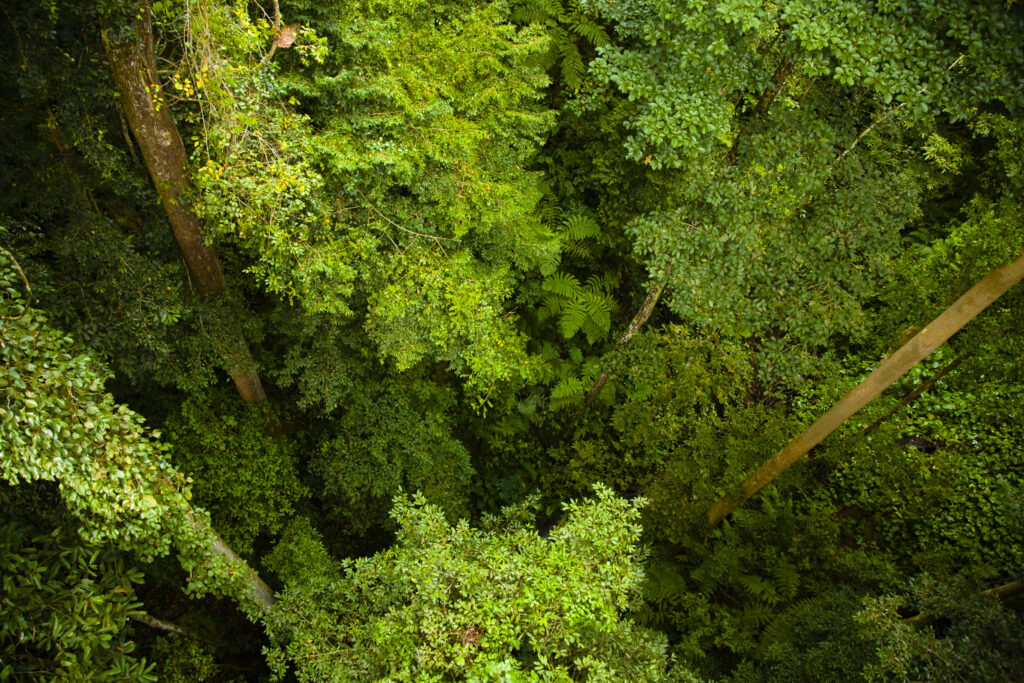 Sabah Malaysia, Borneo, Kinabalu National Park. View from the canopy walkway at the Poring Hot Springs, looking down to the jungle floor.
