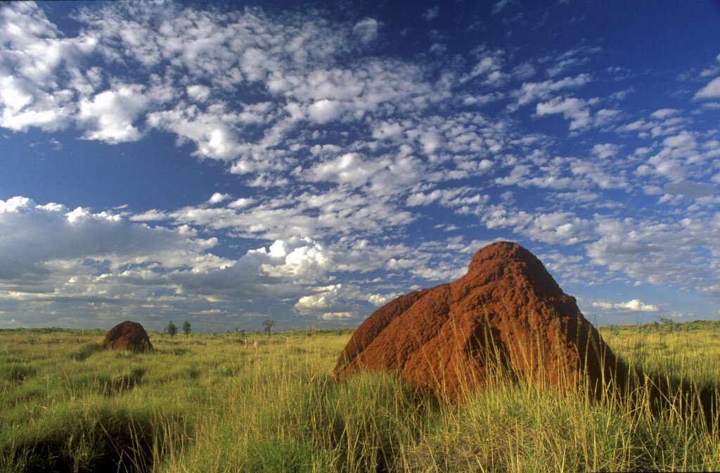 AUSTRALIA, Western Australia, Karajini National Park. Red termite mounds in a classic outback scene