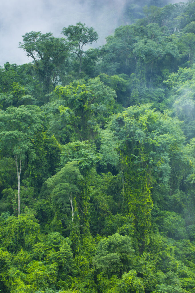 Argentina, Salta, Parque Nacional Calilegua. Dense cloud forest in the National Park near Calilegua.