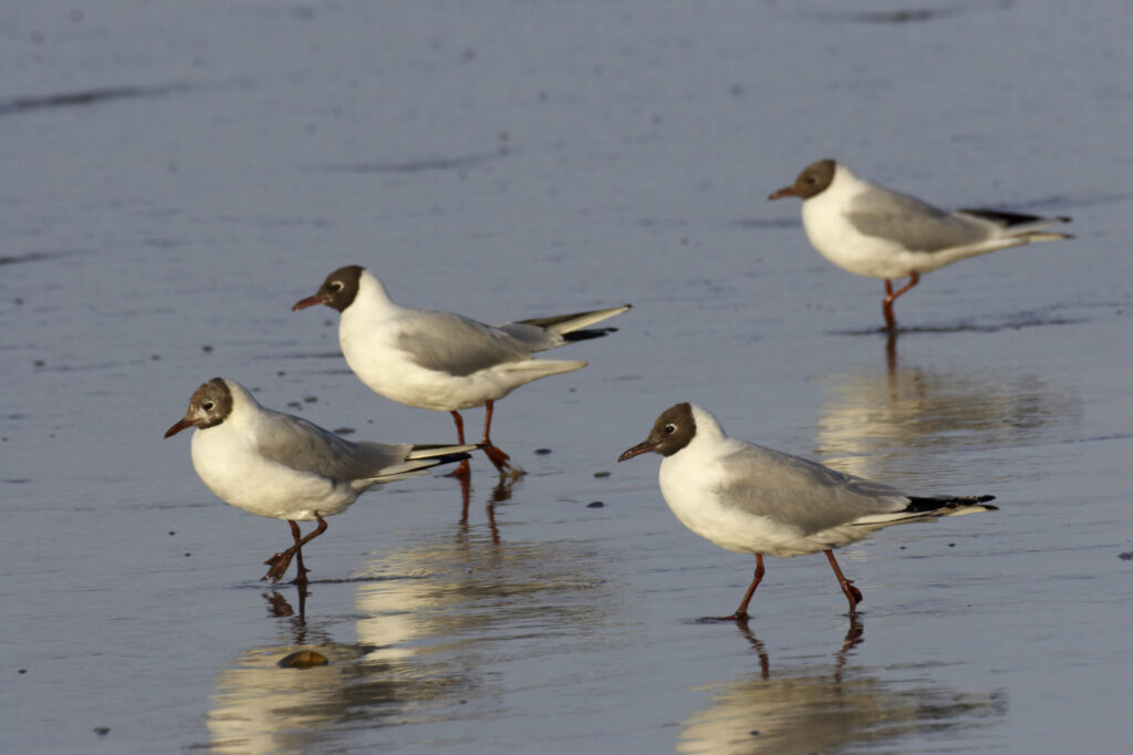England, Tyne and Wear, Whitley Bay. Arctic Terns hunting for food on Whitley Bay beach.