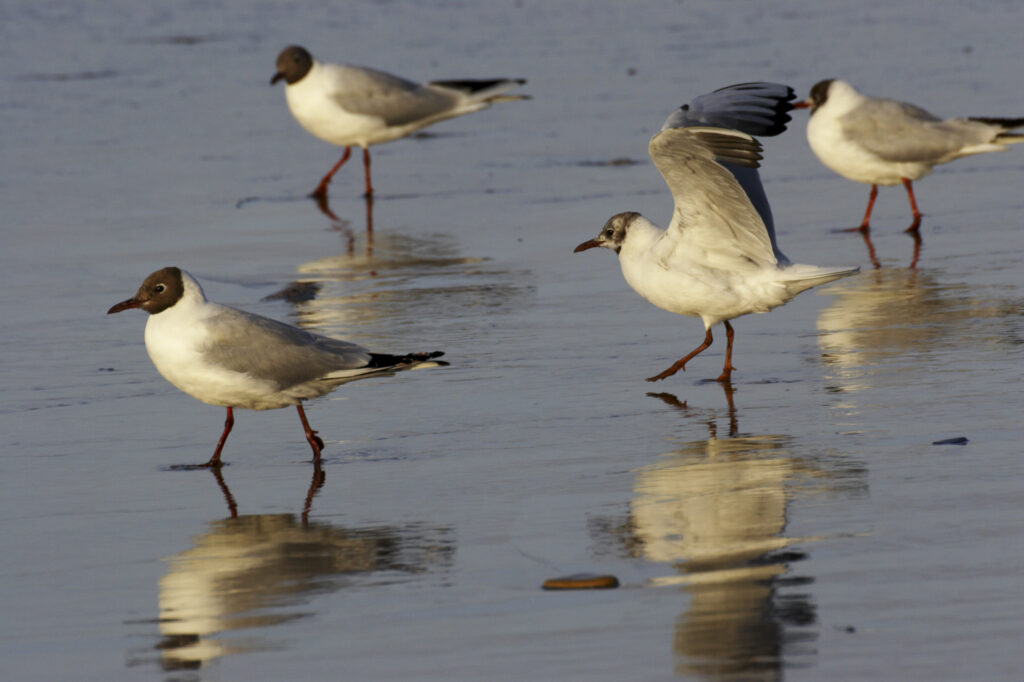 England, Tyne and Wear, Whitley Bay. Arctic Terns hunting for food on Whitley Bay beach.