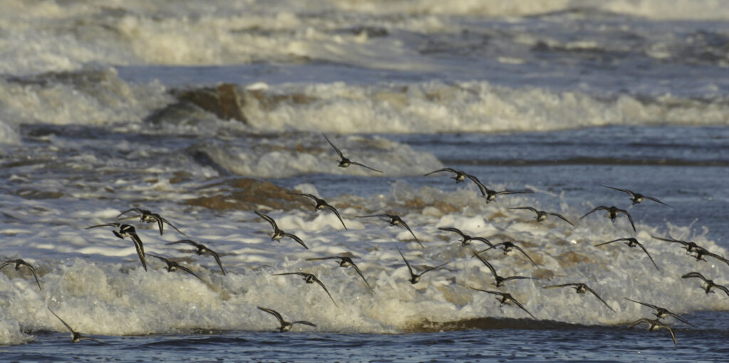 Arctic Terns hunting for food on the Whitley Bay beach.