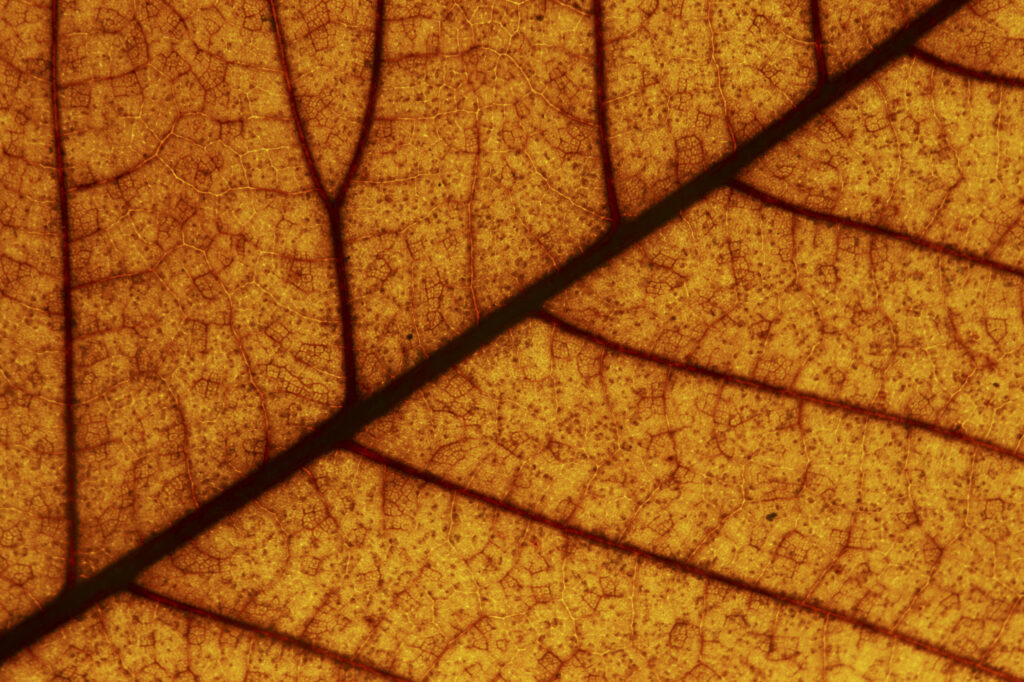 Autumn Leaves. A close up view of the autumn colours of autumn leaves that have fallen from british trees during autumn.