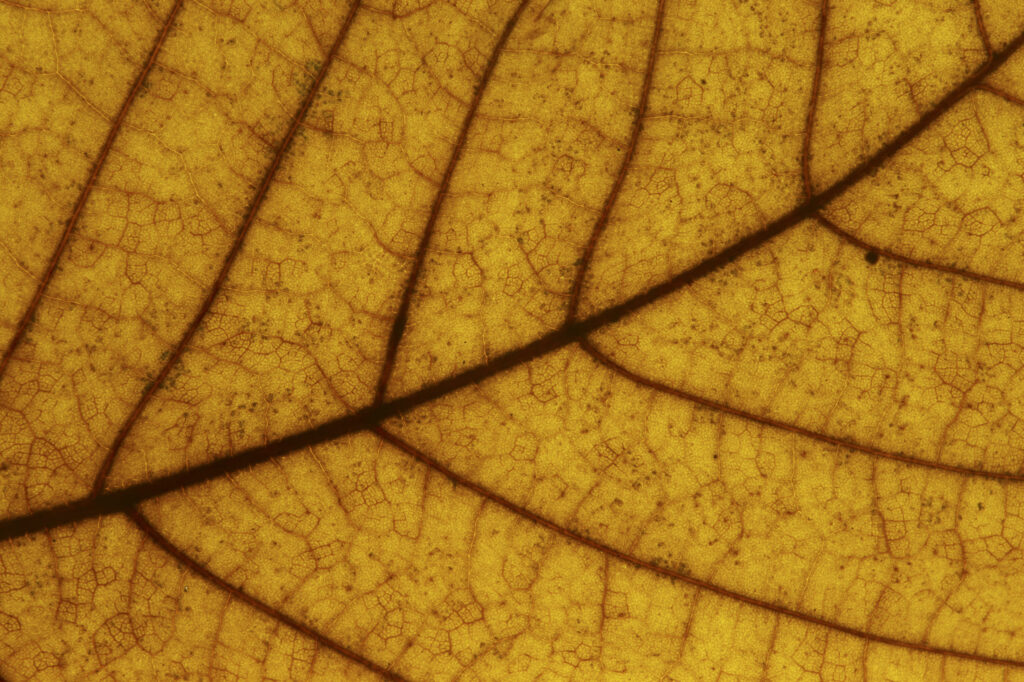 Autumn Leaves. A close up view of the autumn colours of autumn leaves that have fallen from british trees during autumn.