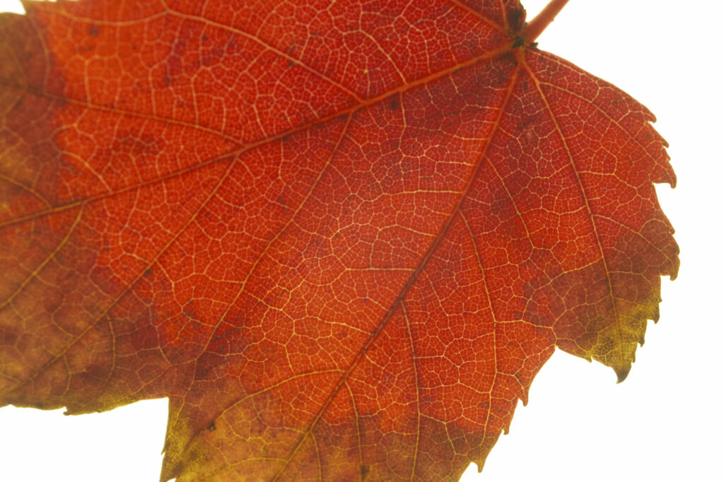 Autumn Leaves. A close up view of the autumn colours of autumn leaves that have fallen from british trees during autumn.