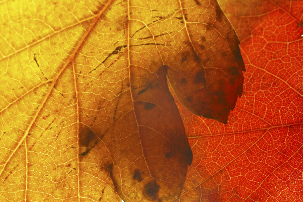 Autumn Leaves. A close up view of the autumn colours of autumn leaves that have fallen from british trees during autumn.