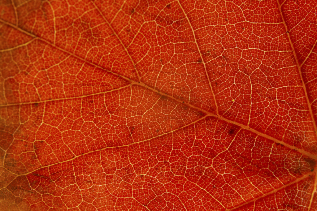 Autumn Leaves. A close up view of the autumn colours of autumn leaves that have fallen from british trees during autumn.