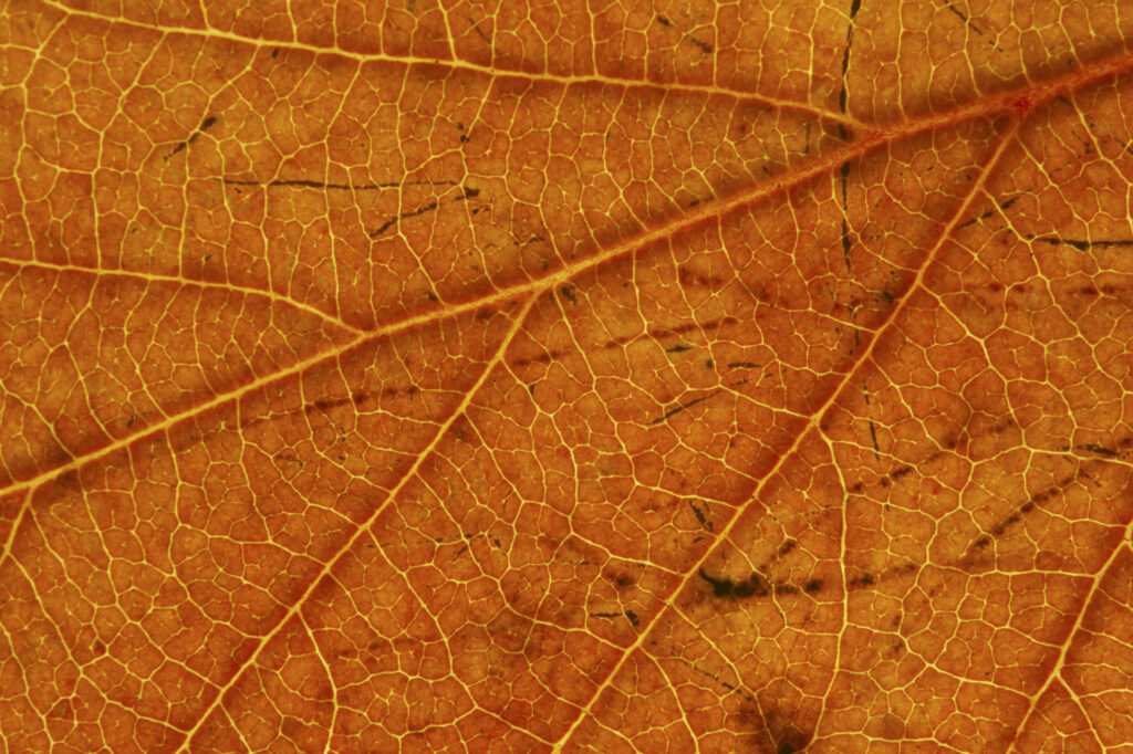 Autumn Leaves. A close up view of the autumn colours of autumn leaves that have fallen from british trees during autumn.