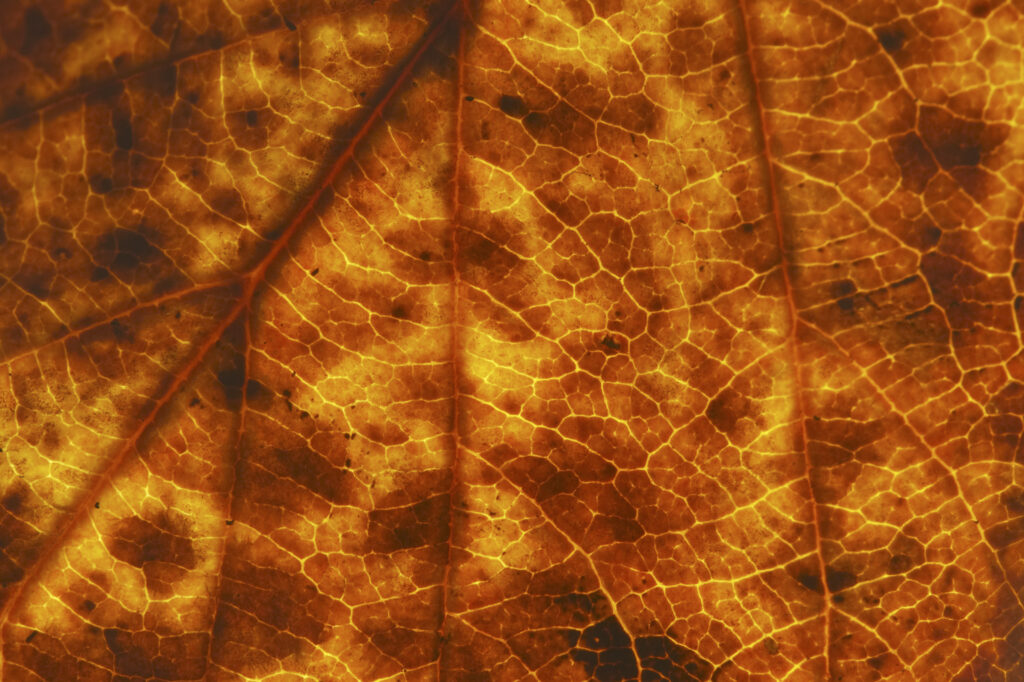 Autumn Leaves. A close up view of the autumn colours of autumn leaves that have fallen from british trees during autumn.