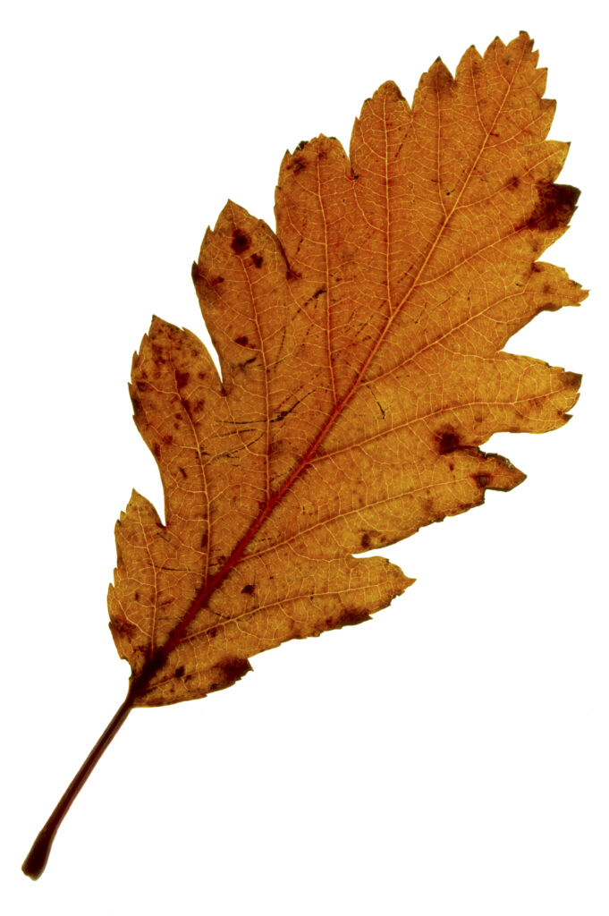 Autumn Leaves. A close up view of the autumn colours of autumn leaves that have fallen from british trees during autumn.