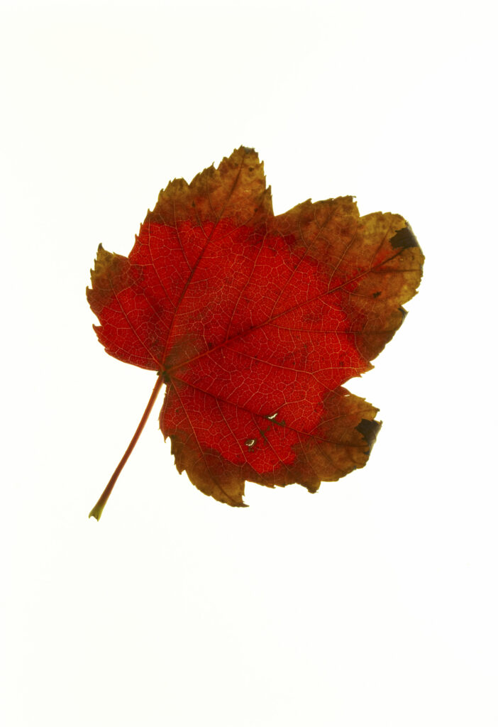 Autumn Leaves. A close up view of the autumn colours of autumn leaves that have fallen from british trees during autumn.
