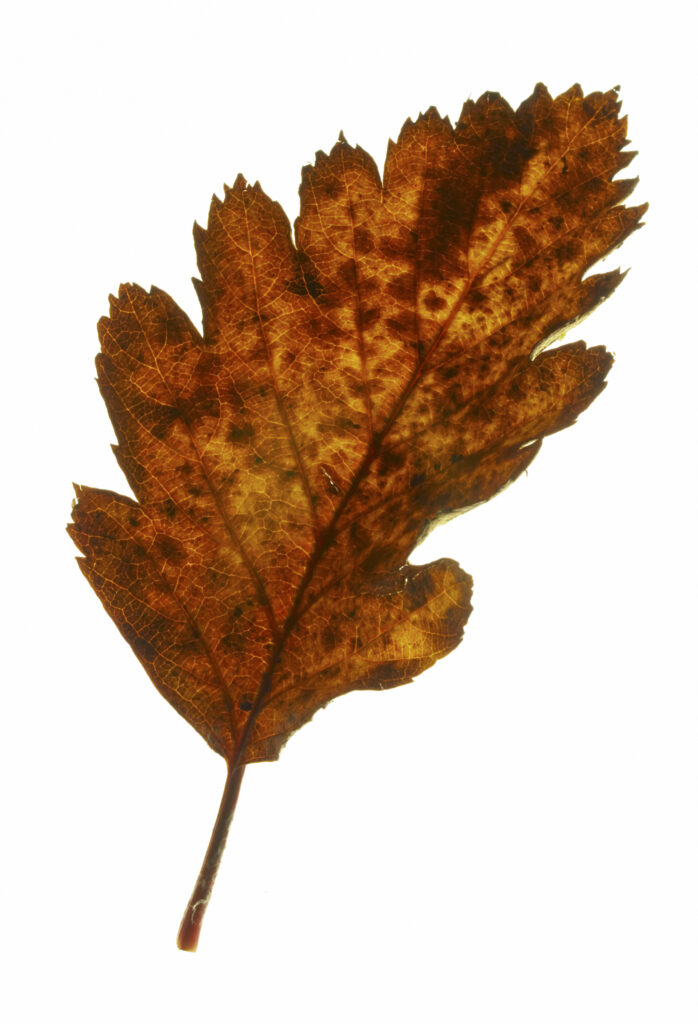 Autumn Leaves. A close up view of the autumn colours of autumn leaves that have fallen from british trees during autumn.
