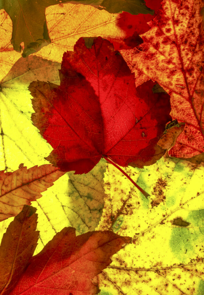 Autumn Leaves. A close up view of the autumn colours of autumn leaves that have fallen from british trees during autumn.