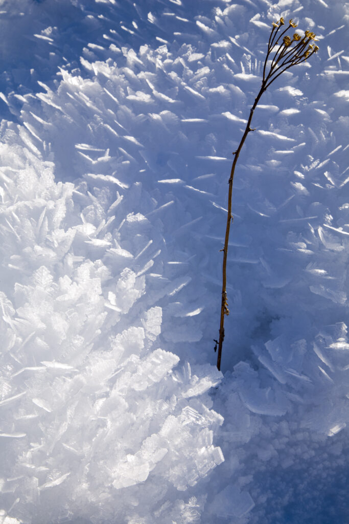 New Zealand, Otago, Mt Aspiring National Park. Seed head surrounded by ice crystals in the West Matukituki Valley.