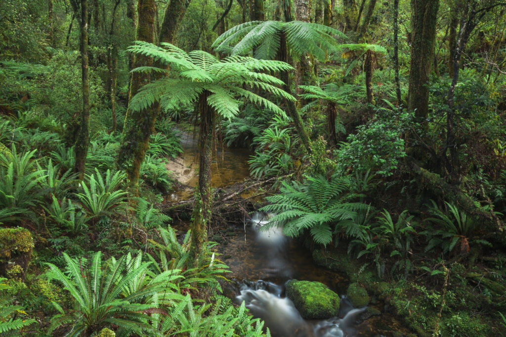 New Zealand, Southland, Tuatapere Hump Ridge Track. Small stream running through lush temperate rain forest encountered on the Tuatapere Hump Ridge Track.