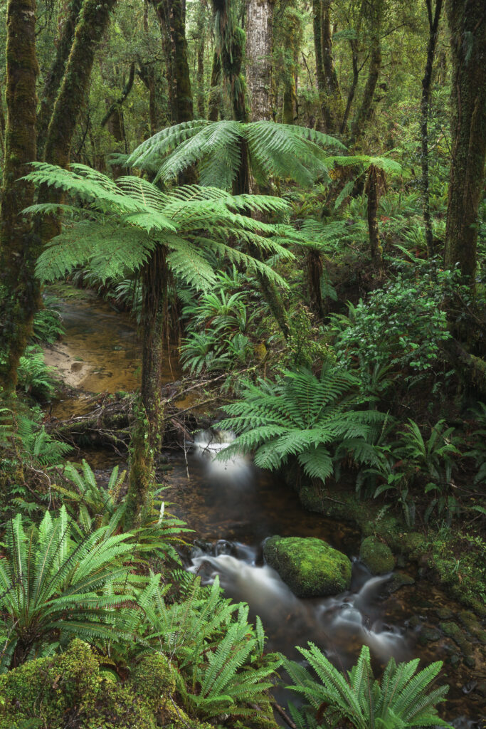 New Zealand, Southland, Tuatapere Hump Ridge Track. Small stream running through lush temperate rain forest encountered on the Tuatapere Hump Ridge Track.
