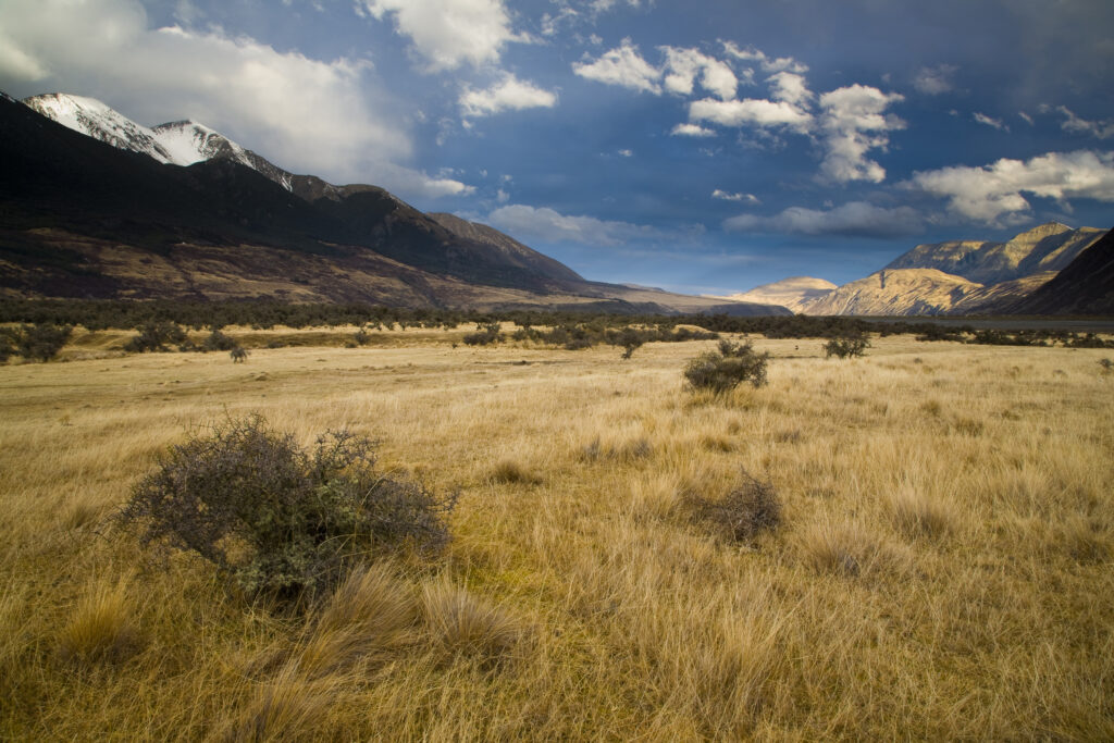 New Zealand, Canterbury, Arthur's Pass National Park. Native bush growing on the Waimakariri River flats, surrounded by the peaks of the National Park.