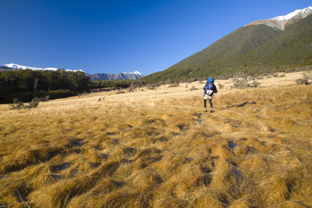 New Zealand, Canterbury, Arthur's Pass National Park. Tramper hiking through the Poulter Valley.