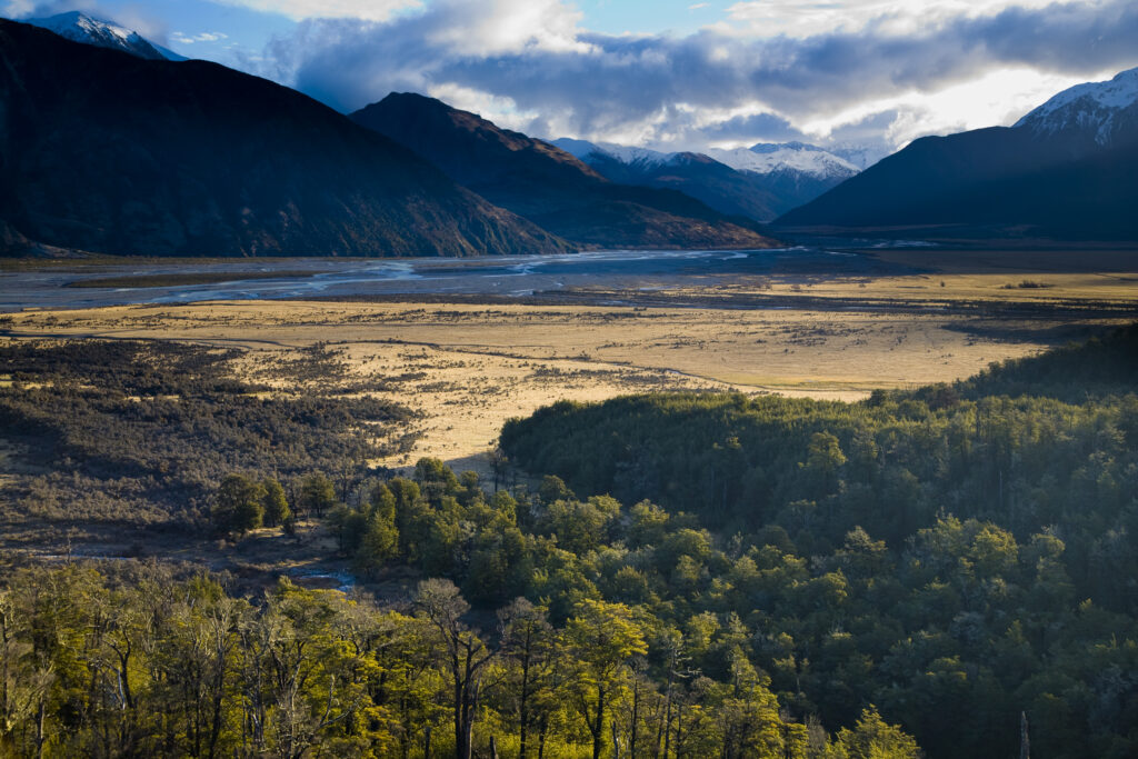 New Zealand, Canterbury, Arthur's Pass National Park. Native woodland fringing Waimakariri River flats.