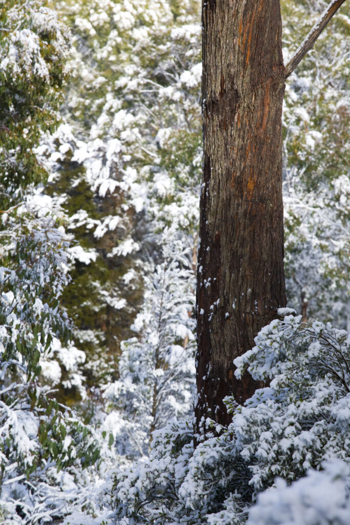 Australia, Tasmania, Cradle Mt - Lake St Clair National Park. Snow covered native bush and woodland in the National Park near Cradle Mountain.