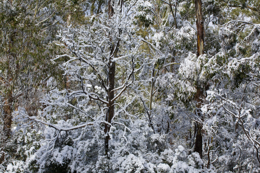 Australia, Tasmania, Cradle Mt - Lake St Clair National Park. Snow covered native bush and woodland in the National Park near Cradle Mountain.