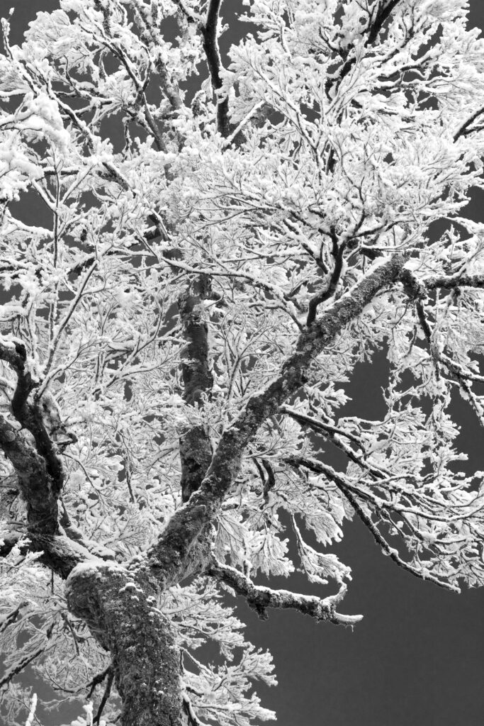 Australia, Tasmania, Cradle Mt - Lake St Clair National Park. Snow covered native bush and woodland in the National Park near Cradle Mountain.