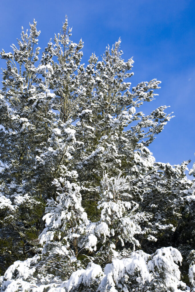 Australia, Tasmania, Cradle Mt - Lake St Clair National Park. Snow covered native bush and woodland in the National Park near Cradle Mountain.