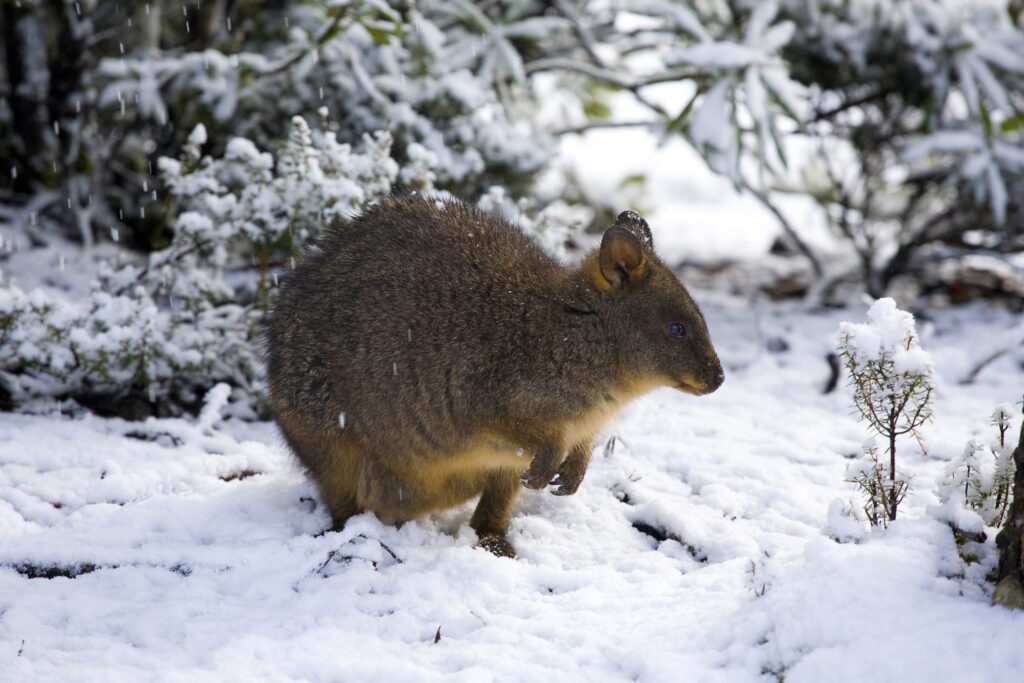Australia, Tasmania, Cradle Mt - Lake St Clair National Park. Tasmanian Pademelon (Thylogale billardierii) in a snow shower near the Cradle Mountain Visitor Center.