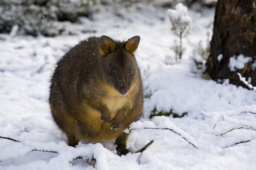 Australia, Tasmania, Cradle Mt - Lake St Clair National Park. Tasmanian Pademelon (Thylogale billardierii) in a snow shower near the Cradle Mountain Visitor Center.