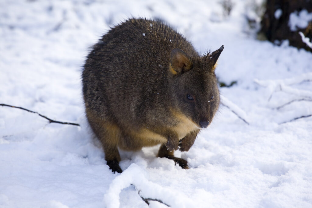 Australia, Tasmania, Cradle Mt - Lake St Clair National Park. Tasmanian Pademelon (Thylogale billardierii) in a snow shower near the Cradle Mountain Visitor Center.