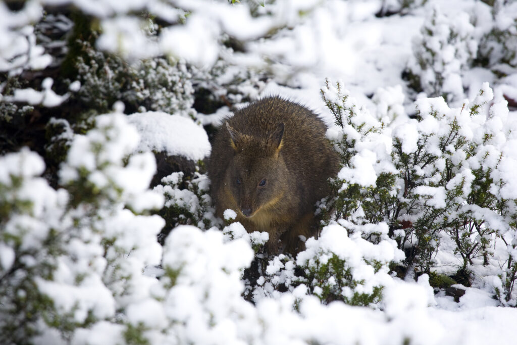 Australia, Tasmania, Cradle Mt - Lake St Clair National Park. Tasmanian Pademelon (Thylogale billardierii) in a snow shower near the Cradle Mountain Visitor Center.