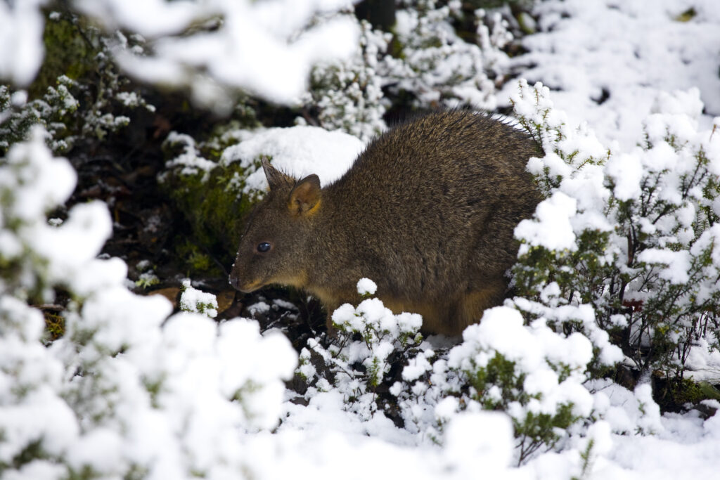 Australia, Tasmania, Cradle Mt - Lake St Clair National Park. Tasmanian Pademelon (Thylogale billardierii) in a snow shower near the Cradle Mountain Visitor Center.